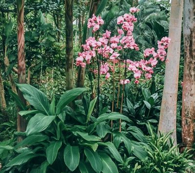 Too many plants
